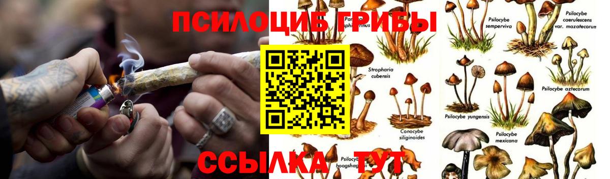 Псилоцибиновые грибы GOLDEN TEACHER  Вход с VPN  Псилоцибиновые грибы GOLDEN TEACHER  Кизилюрт 